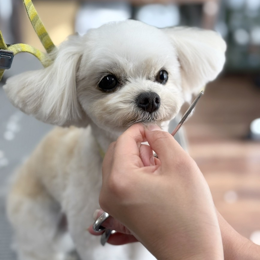 カットコースのアイコン