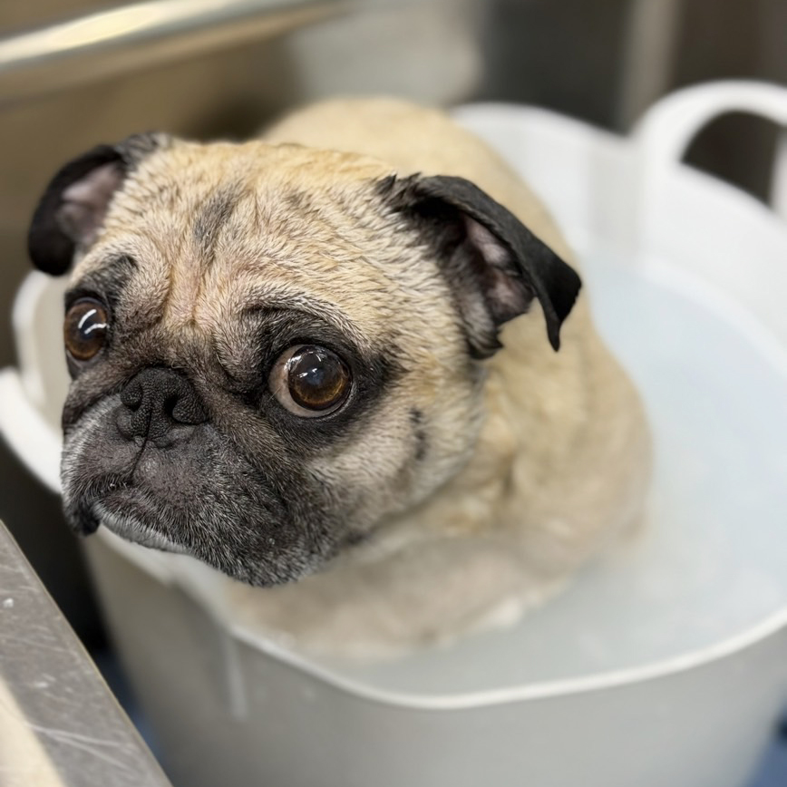 オプションのアイコン