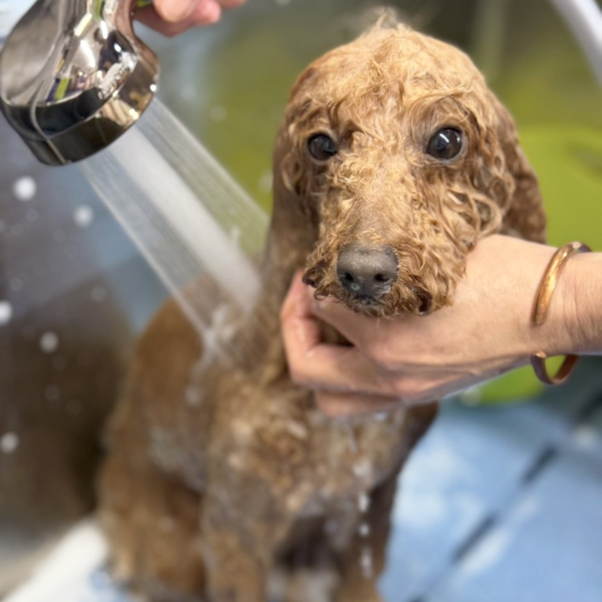 シャンプーコースのアイコン